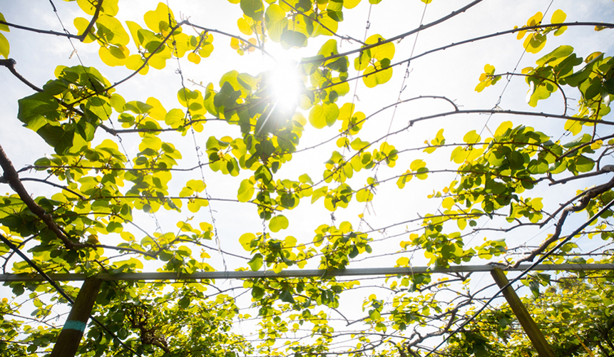 View of kiwifruit vines looking up from below.